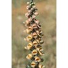 Golden Grecian Foxglove Digitalis Cut Flowers Premium Seeds for Planting