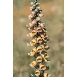 Golden Grecian Foxglove Digitalis Cut Flowers Premium Seeds for Planting Packet