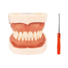 Windplusya Typodont Teeth Model with Removable Teeth,Dental Tooth Model Suitable for Teaching, Practice and Study, with a Small Screwdriver. (28 Teeth)