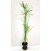Unbranded Live Umbrella Palm Tropical Aquatic Marginal Pond/Bog Plant -