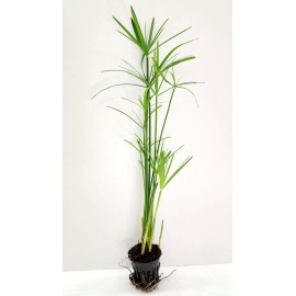 Unbranded Live Umbrella Palm Tropical Aquatic Marginal Pond/Bog Plant - Buy 2 Get 1 Free - 2'' Net Pot