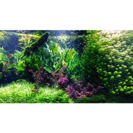 Riivvdise Aquarium Background Various Underwater Grass Plants Aquarium Backdrop Vivid and Fresh Green Aquatic Plants Stone River Bed and Dead Wood Tank Background Vinyl 24x12in