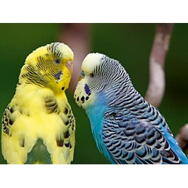 Turtelnde Wellensittiche (Puzzle)