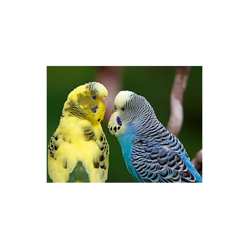 Turtelnde Wellensittiche (Puzzle)