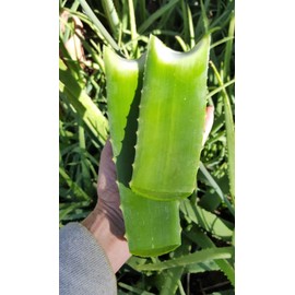 Aloe Vera LEAF - 2 LEAVES 10 oz.  ALOE VERA ~ Barbadensis Medicinal (2) ORGANIC~ HEALTHY EDIBLE LEAVES /AZ