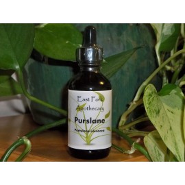 East Fork Apothecary  Purslane Tincture 1 oz. Wildcrafted