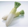 Womack Farm Daikon Radish / Chinese White radish 200+ seeds | Heirloom | Non-GMO |Organic.