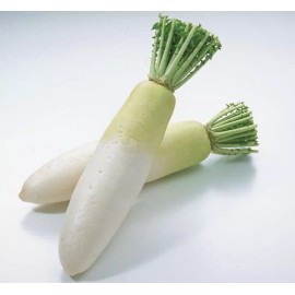 Womack Farm Daikon Radish / Chinese White radish 200+ seeds | Heirloom | Non-GMO |Organic.