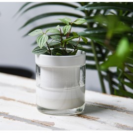 Phoenix Vine 4 Inch Self Watering Planter, White Terracotta Clay Pot with Glass Reservoir for Indoor Plants, Herbs, Flowers, Set of 2, 52-B-E-2