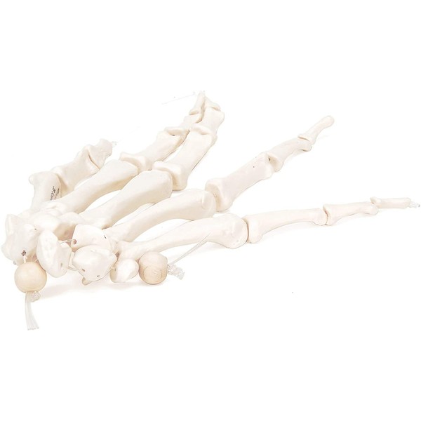 Hand skeletal model that allows you to loosely connect each bone of the hand with a thread and observe the joint surface of each bone - Hand bone model, nylon thread connection - 3B Scientific