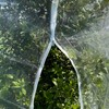 Fruit Tree Protection Bags 8.5x8.5 FT | Multiple Size Garden