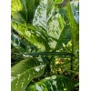 Smoot's Farm Variated Dieffenbachia Dumb Cane Live Plant Cutting Rare