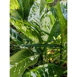 Smoot's Farm Variated Dieffenbachia Dumb Cane Live Plant Cutting Rare