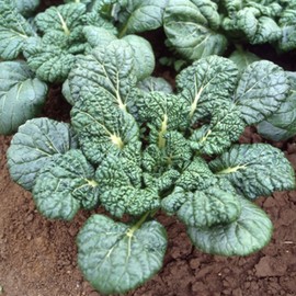 Chinese Cabbage Seeds - Yukina Savoy - 1 Oz ~8400 Seeds - Non-GMO, Heirloom - Asian Garden Vegetable & Microgreens