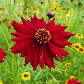 Plains Coreopsis Seeds - Tall Red - 1 Ounce - Red Flower Seeds, Heirloom Seed, Open Pollinated Seed Attracts Bees, Attracts Butterflies, Attracts Pollinators, Extended Bloom Time, Container Garden