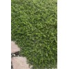 Unbranded 10 Myoporum Parvifolium Plant Creeping Boobialla Dwart Native Myrtle