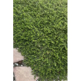 Unbranded 10 Myoporum Parvifolium Plant Creeping Boobialla Dwart Native Myrtle Cuttings.