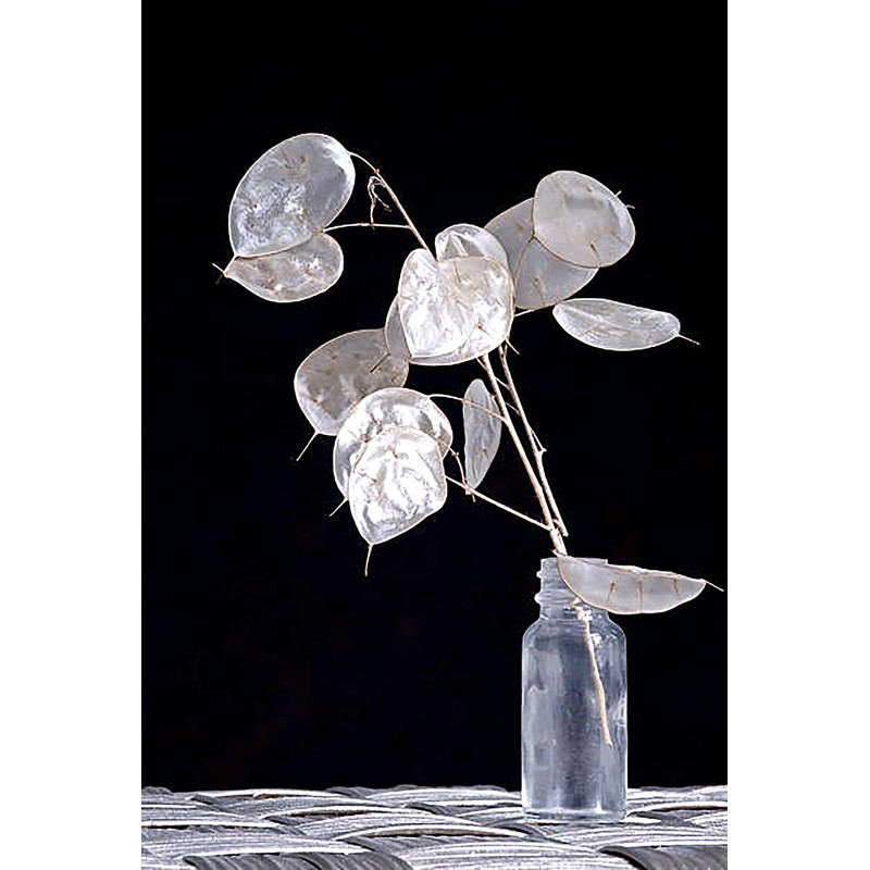 150 Seeds Lunaria - Money Plant Seeds - Marde Ross