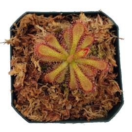 Elegant Sundew - Drosera venusta - Carnivorous Plant - Live Arrival, 3" Pot & Soil Included - Predatory Plants