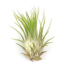 Live Tillandsia Ionantha Air Plant 3 Pack - Live Indoor Plants for Terrariums, Hanging Planters, and Home Decor