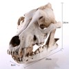 Resin Wolf Skull Wolf Skull Model Decoration Craft Film Props