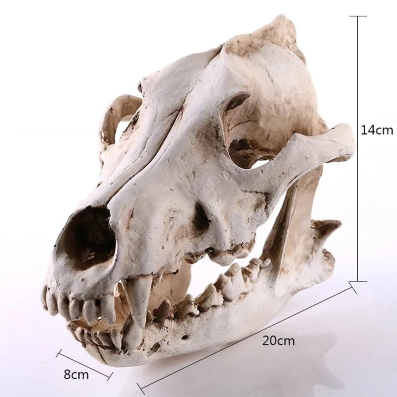 Resin Wolf Skull Wolf Skull Model Decoration Craft Film Props