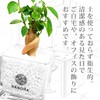 Gadmar White Gravel, Soil-Free, Hygienic, Decorative Plant, Stylish, Clean, Genuine,
