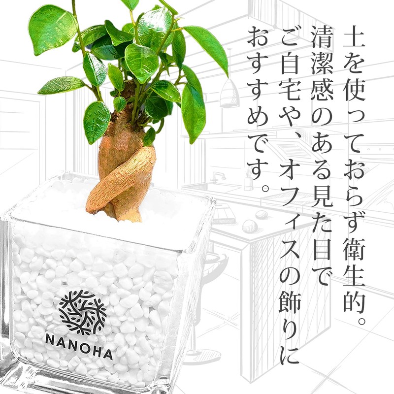 Gadmar White Gravel, Soil-Free, Hygienic, Decorative Plant, Stylish, Clean, Genuine,