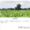 Okinawa Prefecture Autumn Turmeric Powder, 3.5 oz (100 g), Turmeric,