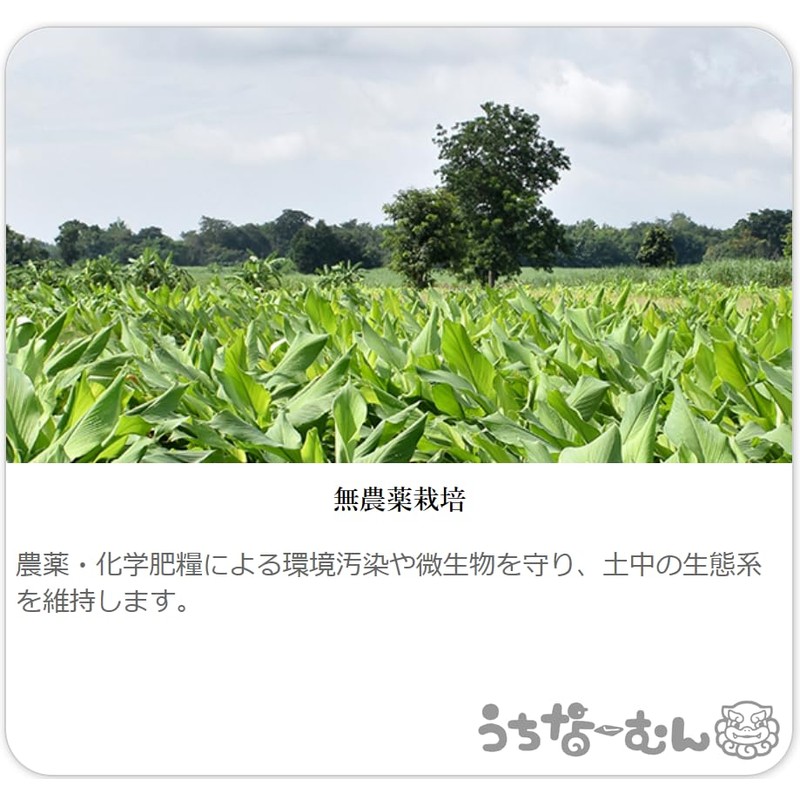 Okinawa Prefecture Autumn Turmeric Powder, 3.5 oz (100 g), Turmeric,