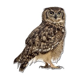 Dark Spark Decals Photo Realistic Cute Owl - 6 InchFull Color Vinyl Decal for Indoor or Outdoor use, Cars, Laptops, Décor, Windows, and More