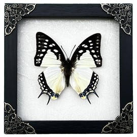 Real Framed Butterfly Handmade White Wooden Frame Shadow Box Dried Great Nawab Insect Taxidermy Dead Bug Specimen Display Tabletop Wall Art Hanging Decoration Artwork Living Reading Gallery K14-04-TR