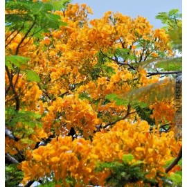 Tree Delonix Regia - Yellow Flamboyant Royal Poinciana | 20 Seeds | Rare Bonsai Tree