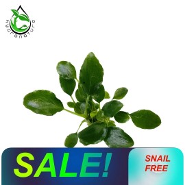 Schismatoglottis Prietoi (1 Plant) Freshwater live Aquarium Plants Buce Anubias