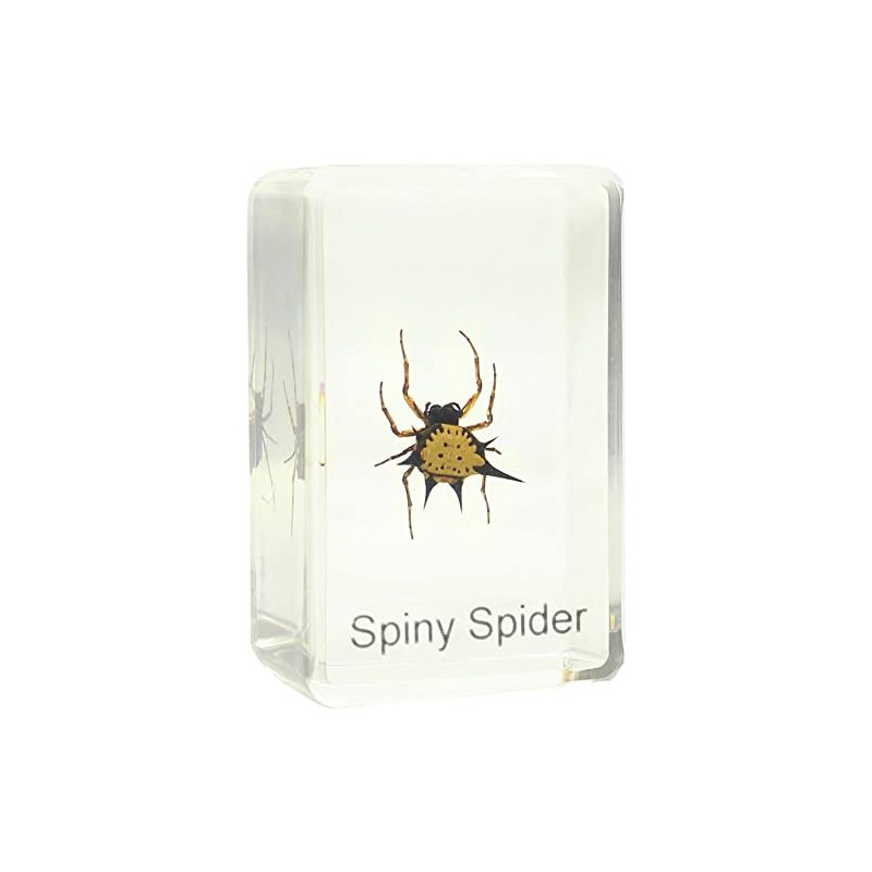 Omegon spiny spider prepared slide