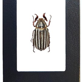 BicBugs Polyphylla 10 Lined June Bug Scarab Beetle Arizona USA Framed