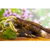 Burdock Root (Arctium Lappa L. - Radix Bardanae) Health Embassy