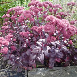 Emperor's Wave Sedum Seeds Sedum Telephium, Stonecrop Perennial Deer Resistant Borders Cut Flowers Attracts Butterflies & Bees Flower Beds 10Pcs Flower Seeds by YEGAOL Garden