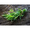 KIRA SEEDS - Seeds French Tarragon Medicinal - Estragon -