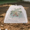 5 Sets Strawberry Supports with Plant Protectors Set, Strawberry Growing