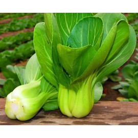 500PCS Baby Pak Choi Seeds Bok Choy Chinese Cabbage Seeds Non-GMO Heirloom