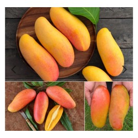 Tree MAHA CHANOOK THAI MANGO TREE GRAFTED (2-4 Feet Tall). We Ship To CA &PR.