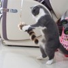 Fosrion Real Raccoon Tail Fur Cat Bites Toy with Three
