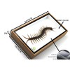 Real Centipede Millipede Scolopendra MORSITANS Taxidermy Insect in 3D Wooden