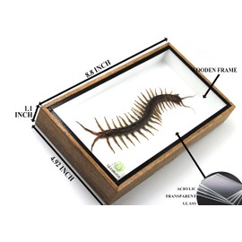 Real Centipede Millipede Scolopendra MORSITANS Taxidermy Insect in 3D Wooden Frame (White Background, Wooden Box)