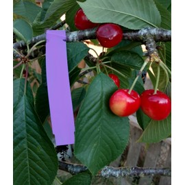 1000 Wrap Around Tree Labels 9" x 1" Thermal Plastic Tree Tags Plant Labels, Printable by Dmarketline (Lavender)