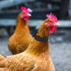 Chicken Collar 2 Pack Anti Crow Rooster Collar No Crow