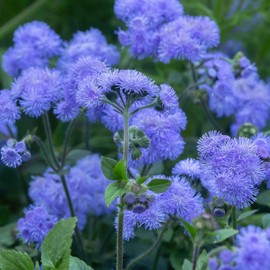 Ageratum Seeds - Dondo Blue - Packet - Blue Flower Seeds, Heirloom Seed, Open Pollinated Seed Attracts Bees, Attracts Butterflies, Attracts Pollinators, Fragrant, Container Garden