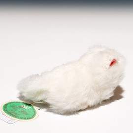 Bubble Locations Violinist (A) Crawling Persian Cat