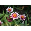 Zinnia Zahara Starlight Rose Nice Garden Flower by Seed Kingdom